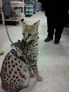 african_serval_1.jpg