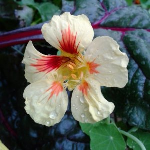 nasturtium2015.jpg