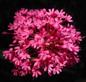 keys-of-heaven---centranthus-ruber-coccineus_2573058087_o.jpg