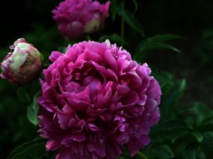 bright-pink-peony_4657313279_o.jpg