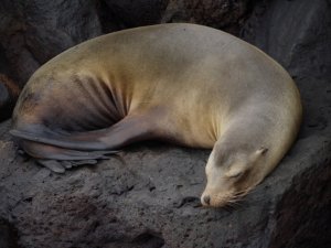 sea-lions-on-san-cristobal_22596060501_o.jpg