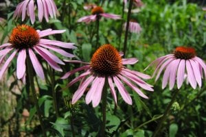 purpleconeflower71715.jpg