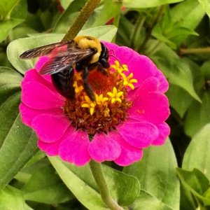 beezinnia.jpg