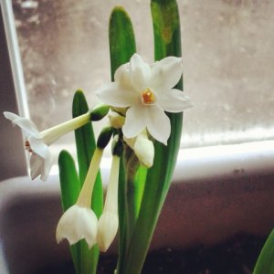 paperwhites10.jpg