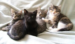 cbkittens1.jpg