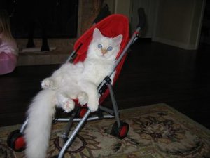 leo in red stroller.JPG