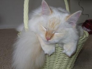 leo sleeping in basket.JPG