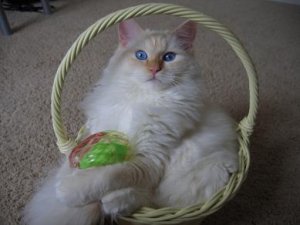 In basket with egg.JPG