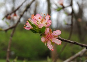 peachblossoms1.jpg