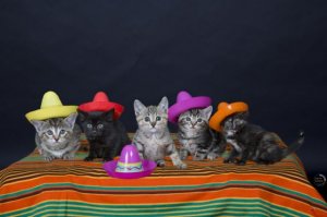 cincodemayokitties.jpg