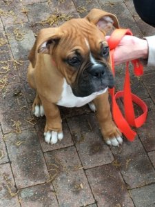 boxerpuppy.jpg