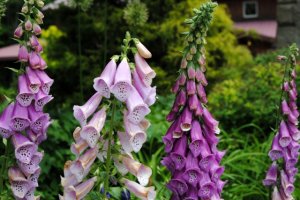 digitalis.jpg