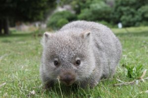 wombat4.jpg