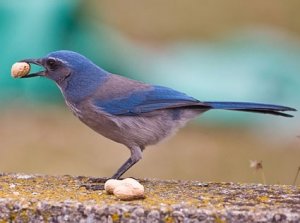 scrub_jay.jpg