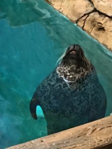 sealteethnotscary.jpg