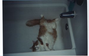 Bathing Kitty.jpg