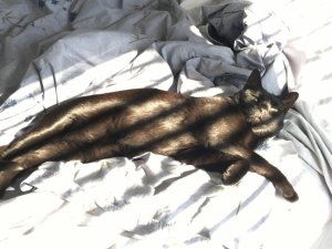 francescatheprincesssunbathinginfebruary.jpg