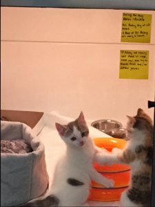 kittens2.jpg