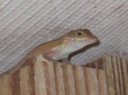 smallgecko.jpg