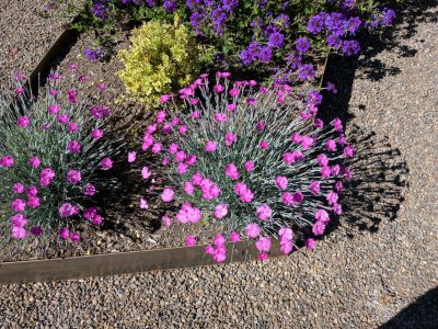 dianthus.jpg