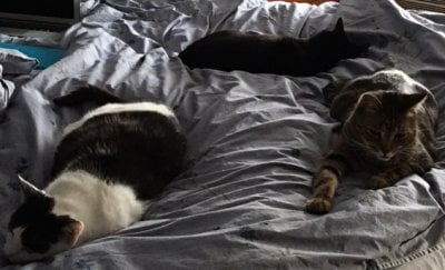 3kittiesonthebed.jpg