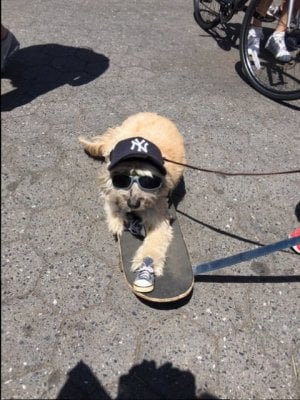 adoptaloozadoggieonskateboard.jpg