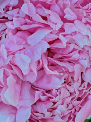 pink peony up close.jpg