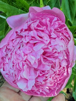 pink peony.jpg