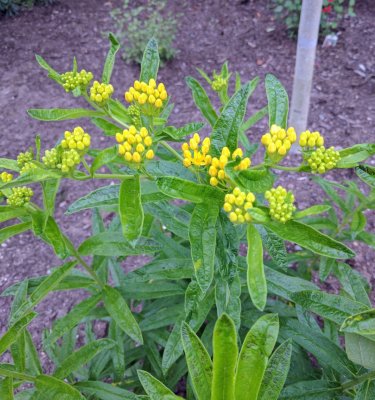 butterfly weed.jpg