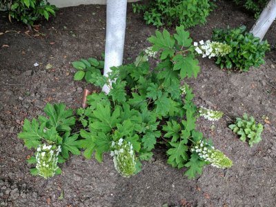 hydrangea.jpg