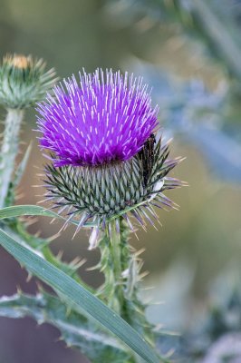 Thistle-flower.jpg