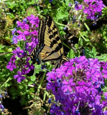 butterfly verbena.jpg