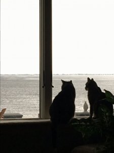 catsilhouette.JPG