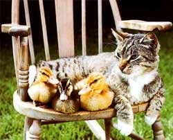 cat-ducks.jpg