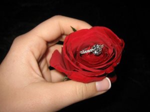 01 red rose at christmas for KK.JPG