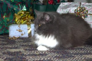 bunxmas2005.jpg