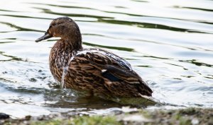 water-off-a-ducks-b-ackw.jpg