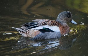 swimming-duckw.jpg