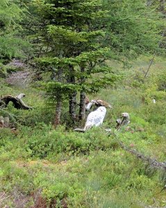 snowy owl.jpg