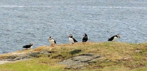 puffins.jpg