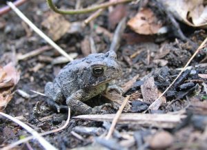 americantoad.jpg