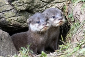 OTTERSAREAMAZING!!!!.jpg