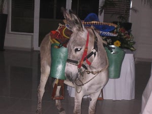 beerdonkey.jpg