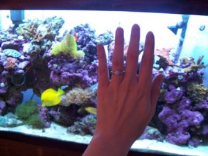 Fish tank and Ring.jpg