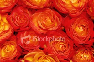 ist2_1342128_bouquet_of_roses.jpg