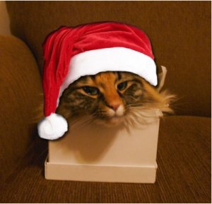 furrylittlesantakitty.jpg