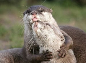 otterhug.jpg