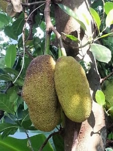 jackfruit.jpg