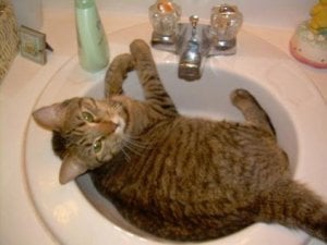 elmointhesink.jpg