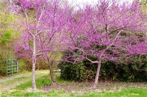 redbuds.jpg